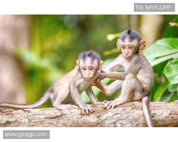 属猴的足球球星有哪些 盘点那些年为足球历史做出巨大贡献的猴年出生球员 属猴的足球球星有哪些 盘点那些年为足球历史做出巨大贡献的猴年出生球员